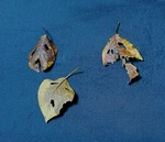 PICT5237.jpg