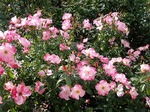 PICT5671.jpg